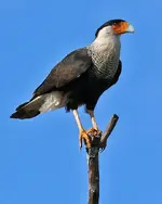 caracara.webp