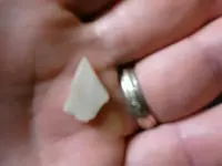 Aug 15 white shell Bird.webp