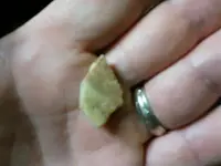 Aug 15 yellow bird.webp