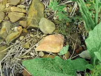 P1090731.webp