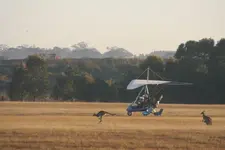 Kangaroos on the airstrip.webp