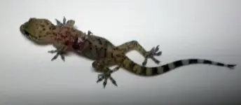 lizard.webp