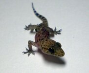 lizard2.jpg