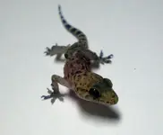 lizard2.webp
