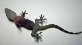 lizard3.webp
