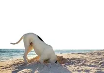 DogBeach.webp