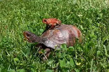 turtle_taxi.webp