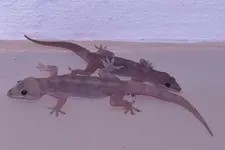 two_wall_geckos.webp