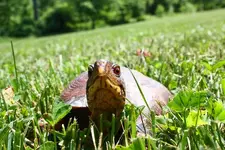turtle_and_toad.webp