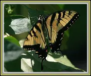 IMG_7433  BF t 1.webp