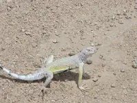 Lizard.webp