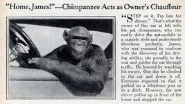 chimp_driver.jpg