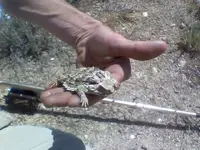 hornytoad.webp
