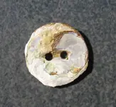 oyster shell button.webp