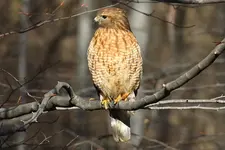 RedShoulderedHawk_6x4.webp