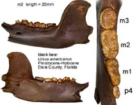 bear black jaw.webp