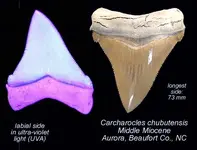 carcharocles chubutensis UVA.webp