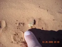 DSCN0038.webp
