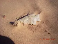 DSCN0041.webp