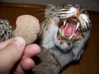 100_2100.webp