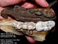 bearmaxillae.webp
