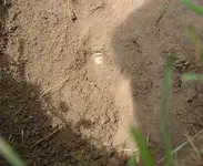 coins215.webp