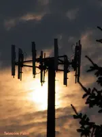 Telecom Palm.webp