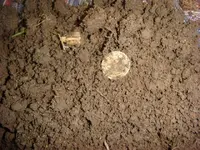 Barber in dirt.webp
