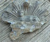 Lamb Plate.webp