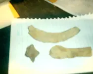 caltrop spure 001.webp