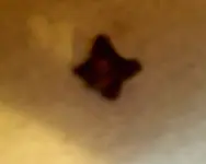 caltrop spure 2 006.webp