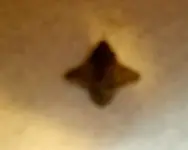 caltrop spure 2 007.webp