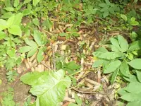pillboxgarbage.webp