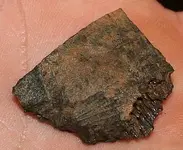 cutfossil 001.webp