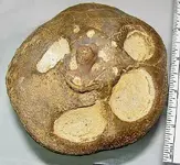 whaletesticle.webp whaletesticle.webp