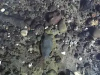 River Finds.webp