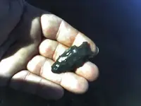 River Finds 3.webp