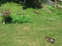 Sunbathing2.webp