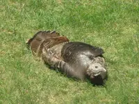 Sunbathing3.webp