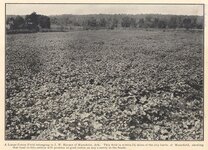 Cotton-Field.jpg