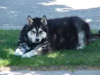 LITTLEBEAR May 09.webp