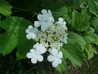 FLOWER STRANGE 2.webp