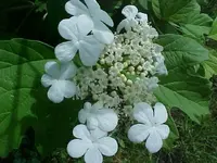 FLOWER STRANGE 1.webp