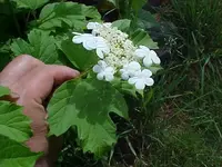 FLOWER STRANGE 3.webp