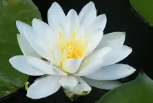 lily white 1[2].webp