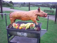 pig_1.webp