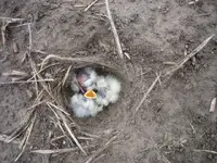 Picture 1991.webp