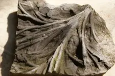 crinoid 009.webp