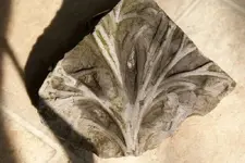crinoid 011.webp