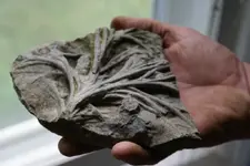 crinoid 013.webp
